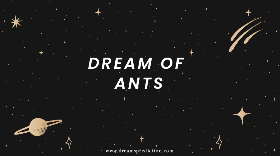 Dream Of Ants